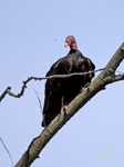 Turkey Vulture 1114